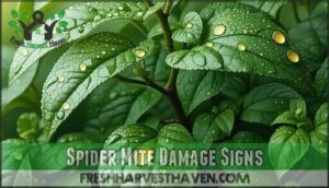 spider mite damage signs