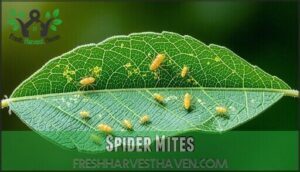 spider mites