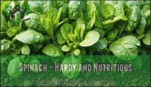 spinach – hardy and nutritious