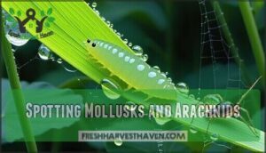 spotting mollusks and arachnids