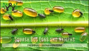 squash bug eggs and nymphs