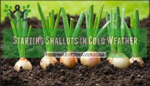 starting shallots in cold weather