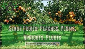 stone fruits: peaches, plums, apricots, pluots