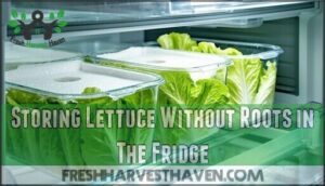 storing lettuce without roots in the fridge
