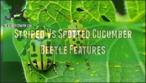 striped vs spotted cucumber beetle features