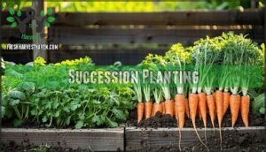 succession planting