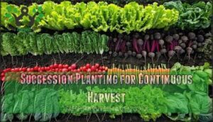 succession planting for continuous harvest