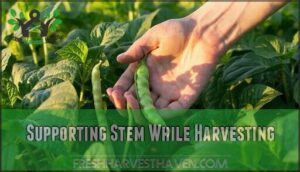 supporting stem while harvesting