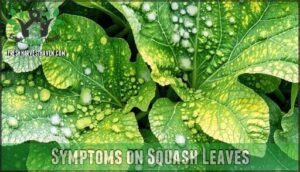 symptoms on squash leaves