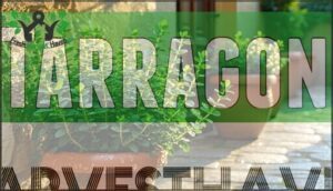 tarragon