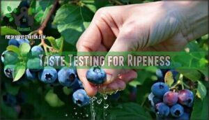 taste testing for ripeness