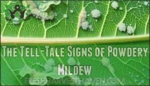 the tell-tale signs of powdery mildew