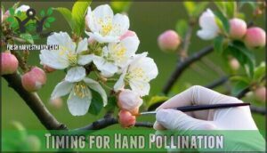 timing for hand pollination