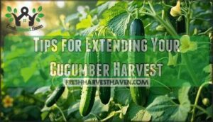 tips for extending your cucumber harvest
