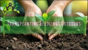 transplanting seedlings outdoors