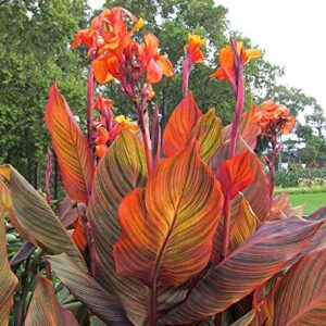 Tropicana Canna Lily Rhizome Bulb B09P1X8VFB