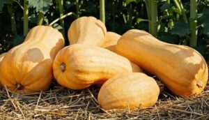turning and monitoring squash