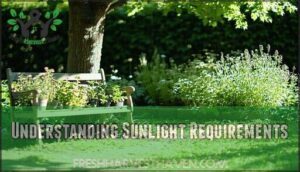 understanding sunlight requirements