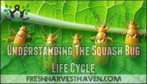 understanding the squash bug life cycle