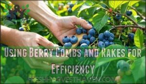 using berry combs and rakes for efficiency