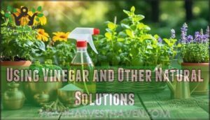 using vinegar and other natural solutions