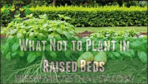 what not to plant in raised beds