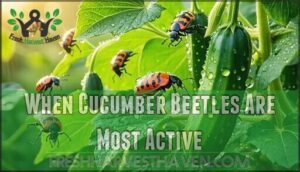 when cucumber beetles are most active