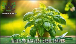 when to harvest basil leaves