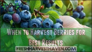 when to harvest berries for best results