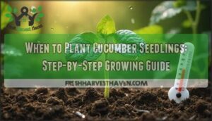 when to plant cucumber seedlings