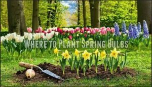 where to plant spring bulbs