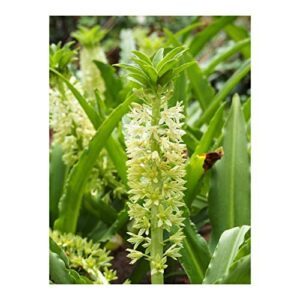 White Pineapple Lily Tugela Jade B08KKTKGMS