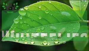 whiteflies