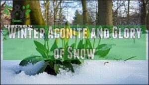 winter aconite and glory of snow
