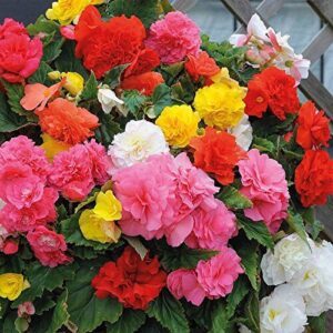 30+ Begonia Mix Flower Seeds/Drought B00AOMCQGA