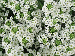 Alyssum Carpet of Snow Nice B01K76K8BM