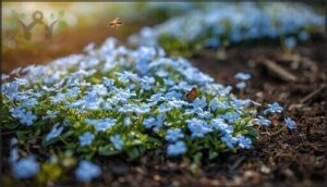 baby blue eyes: delicate blue groundcover