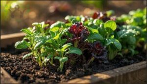 baby greens (arugula, kale, mustard greens)