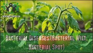 bacterial diseases (bacterial wilt, bacterial spot) bacterial diseases (bacterial wilt, bacterial spot)