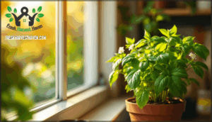 basil – light and care needs