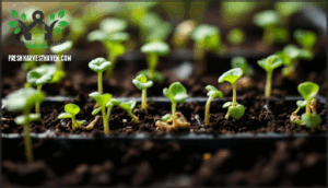 best practices to prevent damping off