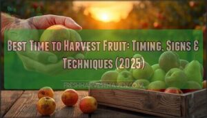 best time to harvest fruit best time to harvest fruit