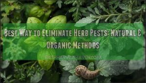 best way to eliminate herb pests