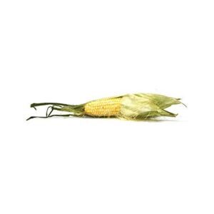 Bi Color Corn B000P7BJMQ