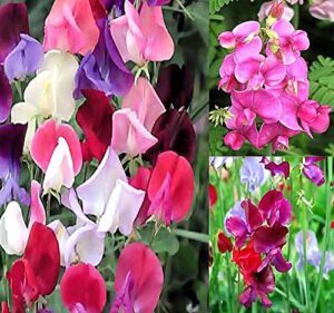 Big Pack   Sweet Pea B07Q8X8QKP