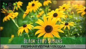 black-eyed susans