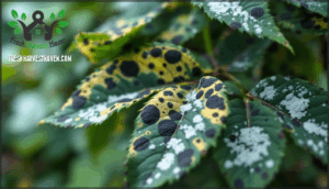 black spot, powdery mildew, and fungal diseases
