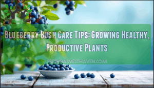 blueberry bush care tips