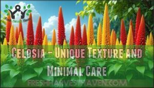 celosia – unique texture and minimal care