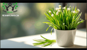 chives – space-saving and harvesting